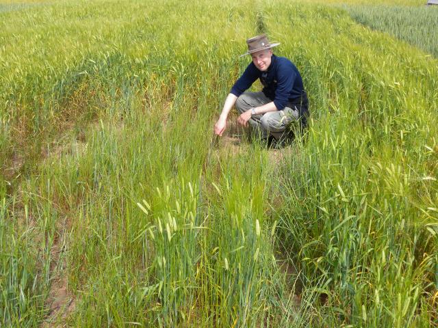 Research officer Dr Daniel Hüberli (DPIRD) in a rhizoctonia bare patch in barley (© DPIRD).