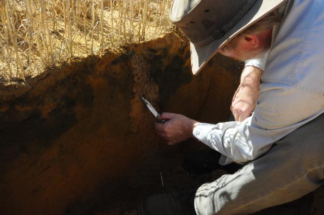 Inspecting a spaded soil profile after the incorporation of lime