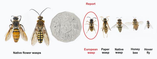 Seven yellow and black insects displayed next to a 50c coin for comparison