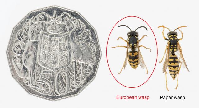European wasp and paper wasp comparison