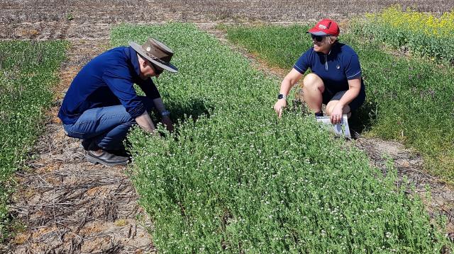 Daniel Hüberli and Sarah Collins assessing break crops at Calingiri 2019.