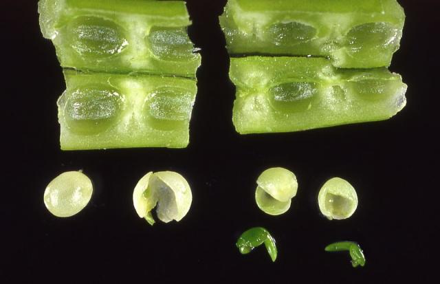 Development of wild radish seed: pre-embryo stage (left), post-embryo stage (right).