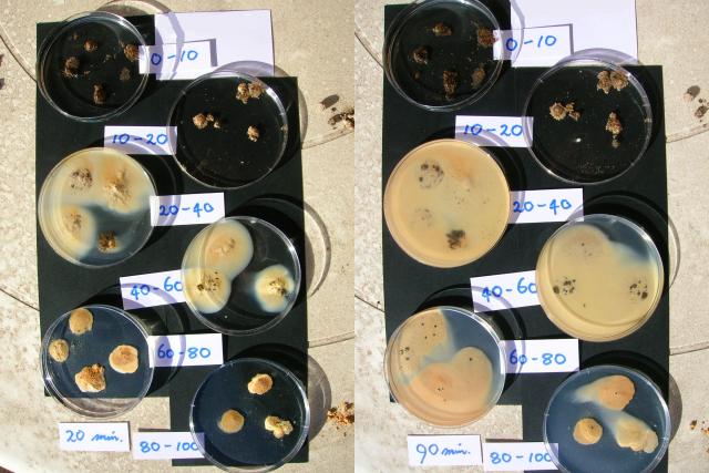 Photograph of dispersion of soil samples from different depths in a soil profile, at ten minutes and ninety minutes