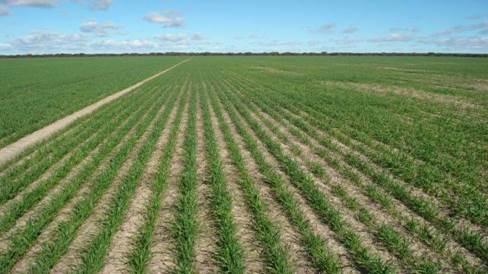 Landscape photograph of wheat crop on a sodic soil showing improved crop growth with 5t/ha added gypsum