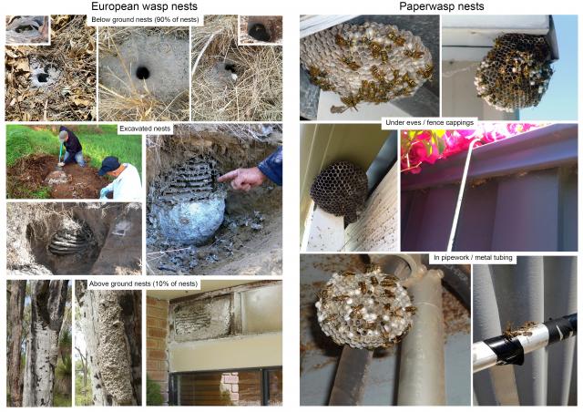 Comparison of European wasp and paper wasp nests