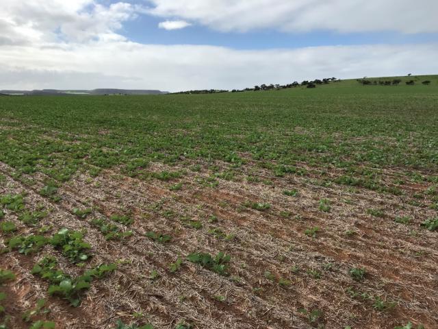 Canola impacted by P. penetrans, East Chapman Valley 2018.