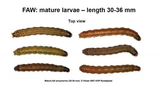 Top view of mature fall armyworm larvae