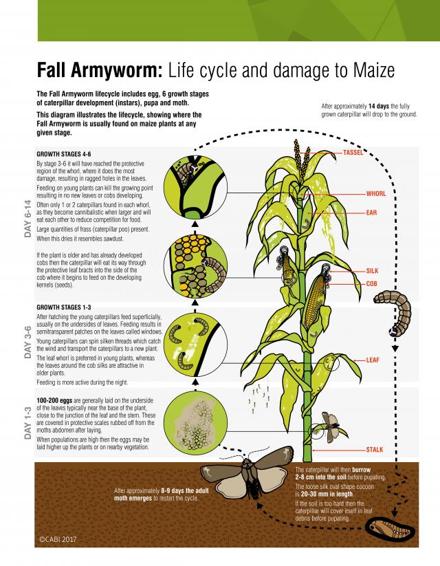 fall armyworm life cycle and damage to maize, FAO.