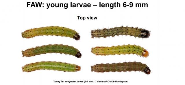 Top view of young fall armyworm larvae