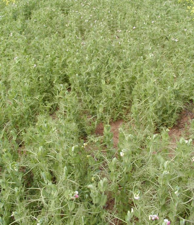 Canopy depression and pale appearance of field pea plot sown in a HIGH RISK year with 6.5% infected seed resulting in widespread PSbMV infection