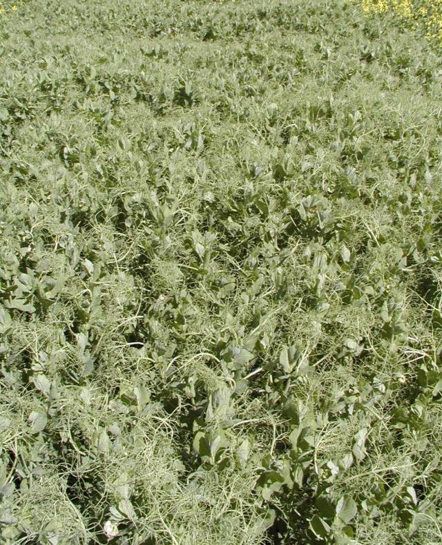 A field pea plot with 0.3% infected seed resulting in vigorous growth, darker appearance with a uniform canopy