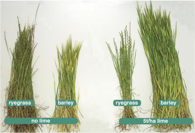 There was more ryegrass than barley in the unlimed plot, compared to the small weed burden in plots limed at 5t/ha 18 years ago.