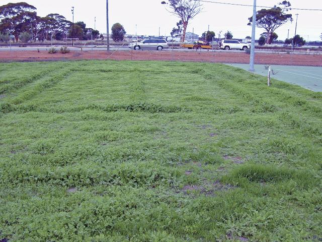 The old grass tennis courts at Tammin provide a quirky pasture demonstration site showing the impact of continuous fertiliser applications and product removal (mowing) on acidification and the response to the chalk used to mark the lines.