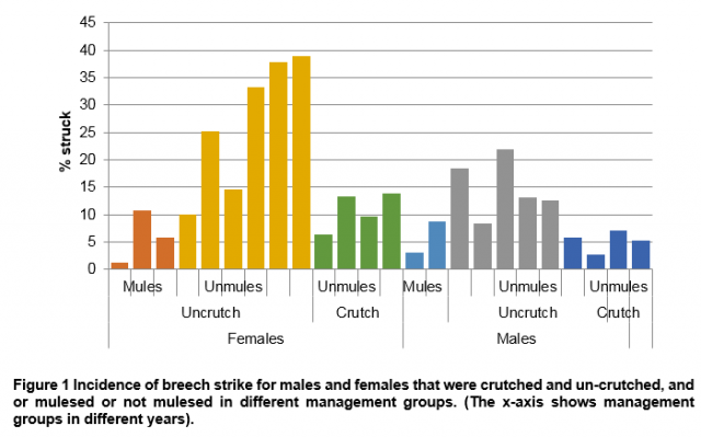 Incidence of breech strike for males and females that were crutched and un-crutched, and or mulesed or not mulesed in different management groups. (The x-axis shows management groups in different years).