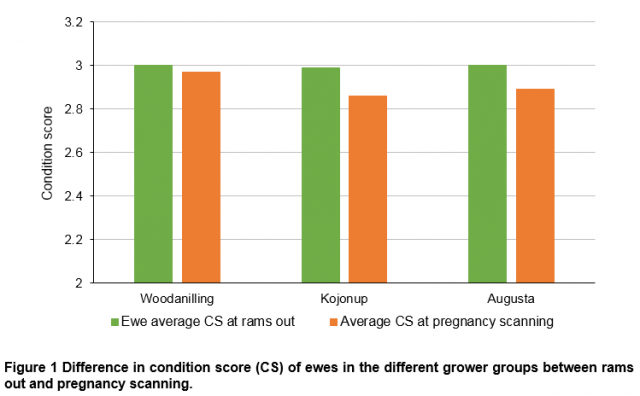 condition score of ewes