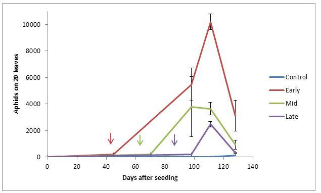 Figure 1. Green peach aphid population dynamics from different dates of introductions ± standard error (SE). Arrows indicate dates of aphid introductions.