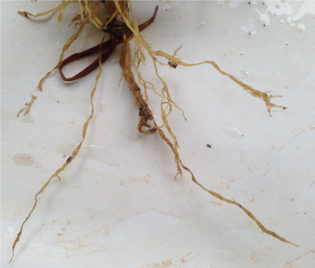 Figure 4. RLN root symptoms including reduced lateral roots (root hairs), brown lesions, root sheath degradation and the appearance of “noodle roots”. (Photo courtesy: Sarah Collins, DPIRD).