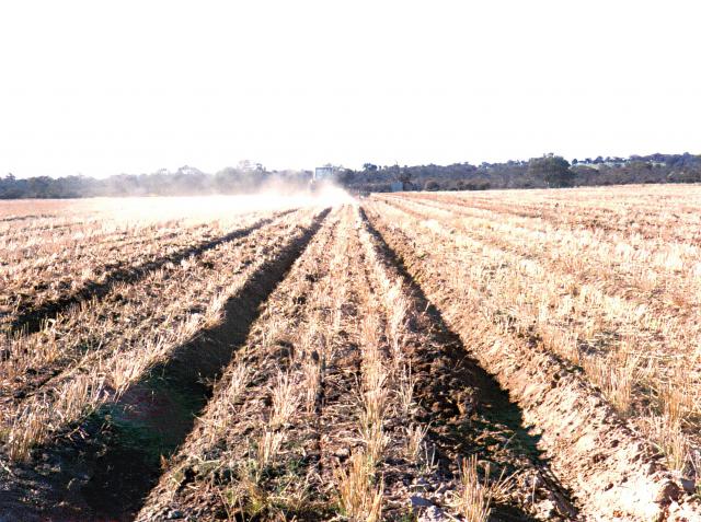 Photograph of freshly renovated beds of a previous barley crop