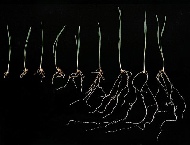 Wheat seedlings grown in soil with a range of aluminium concentrations demonstrate restricted root growth at high aluminium concentrations