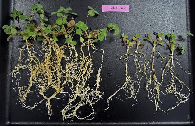 Well nodulated subclover plants produce more shoot and root biomass than poorly nodulated plants
