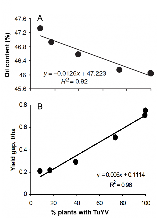 Figure 2. Impact of TuYV incidence on TuYV-induced seed quality (A) and yield (B) losses, from Jones et al 2007.