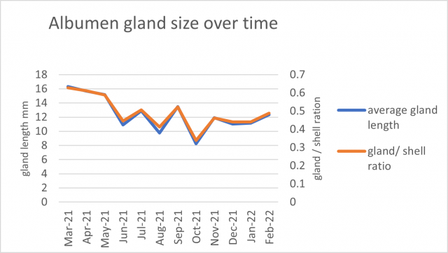 Figure 2. Average brown garden snail albumen gland size and gland / shell ratio.