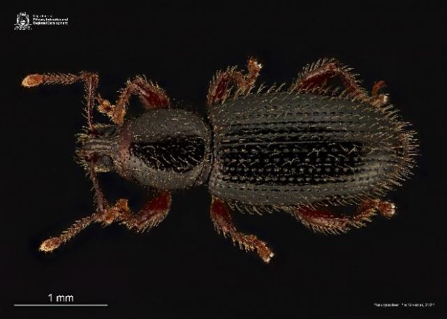 Dongara weevil specimen collected from the Dongara region, top view