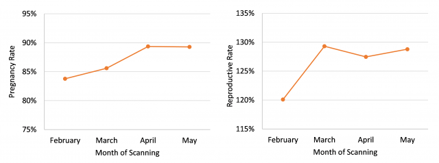 Pregnancy and reproductive rates of Merino ewes by month of scanning