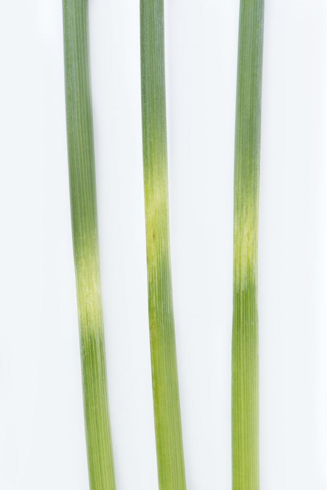 Figure 10. Stem frost damage showing pale green rings with leaf sheath removed (© DPIRD).