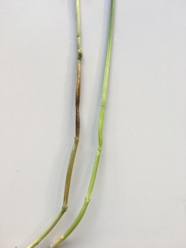Figure 9. Brown discolouring on the stem below the head and above the node (peduncle).