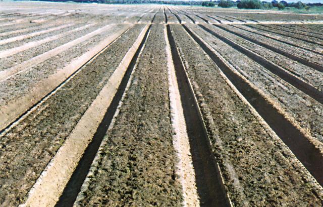 Photograph of cross drain between rows of raised beds