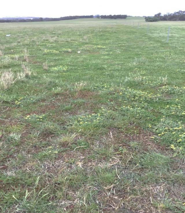 Figure 9. The unsprayed paddock with patches of red-dying sub clover throughout.