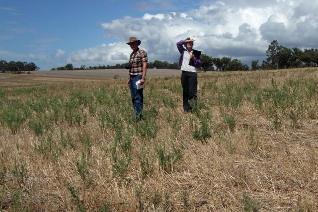 John Moore and Sally Peltzer, both from DPIRD, standing in fleabane after harvest at Frankland.