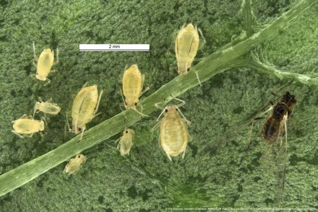 Image: Green peach aphid is the Guinness world record holder for most resistant insect.