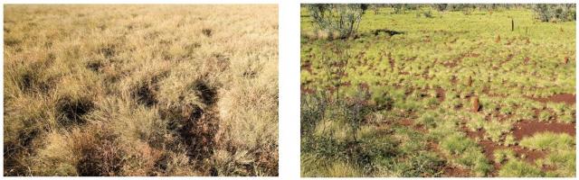 Photograph examples of good rangeland pasture condition