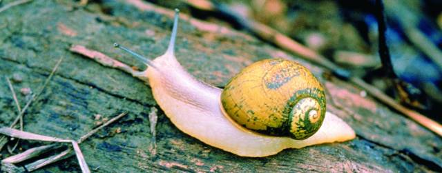 Green snail (Cantareus apertus) (©2022 DPIRD)