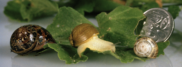 Common garden snail (left), green snail (middle) and white Italian snail (right) (©2022 DPIRD)