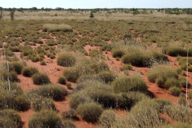Photograph of a hard spinifex community in good condition in 2014