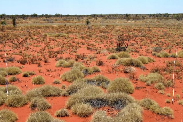 Photograph of a hard spinifex community in good condition in 2011 after a patchy burn