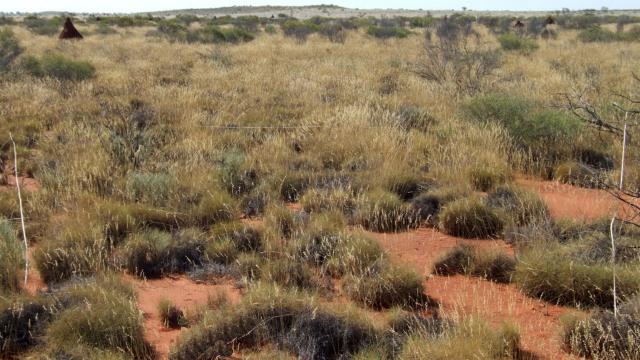 Photograph of a hard spinifex community in fair condition