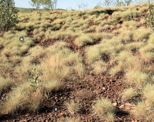 Photograph of hard spinifex hill pasture in good condition