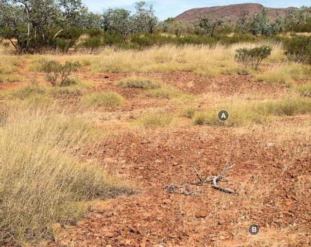 Photograph of hard spinifex plain pasture in fair condition
