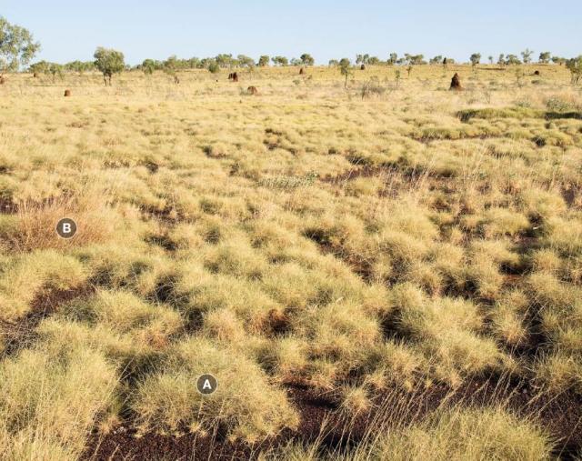 Photograph of hard spinifex plain pasture in good condition