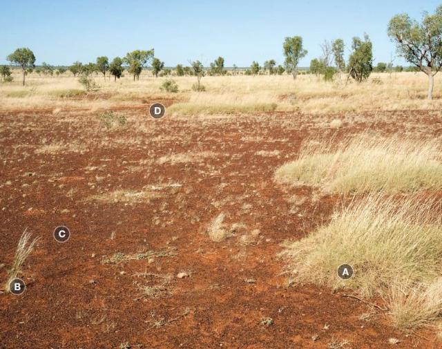 Photograph of hard spinifex plain pasture in poor condition