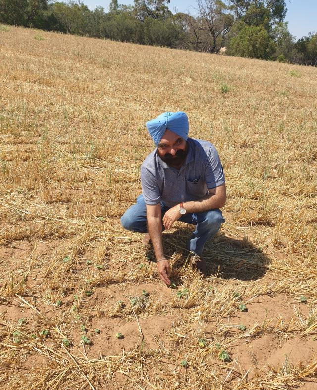 DPIRD research scientist Dr Harmohindu Dhammu inspecting his field trials. Image: DPIRD. 