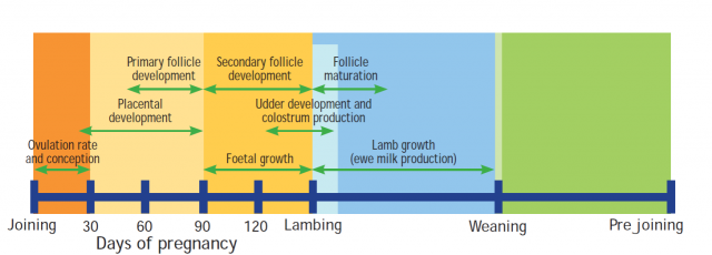 At joining is ovulation, conception & placental development. Follicle development starts after day 30 into lambing. Foetal growth from day 90 into lambing. Over lambing is udder development. After lambing is follicle maturation & lamb growth into weaning