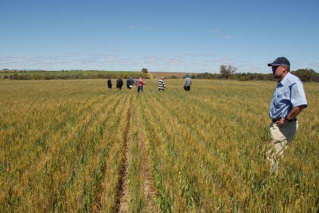 Participants at the 2008 Kellerrberin Demonstration Group field walk in 2008 observing differences in lime treatments applied 17 years earlier.