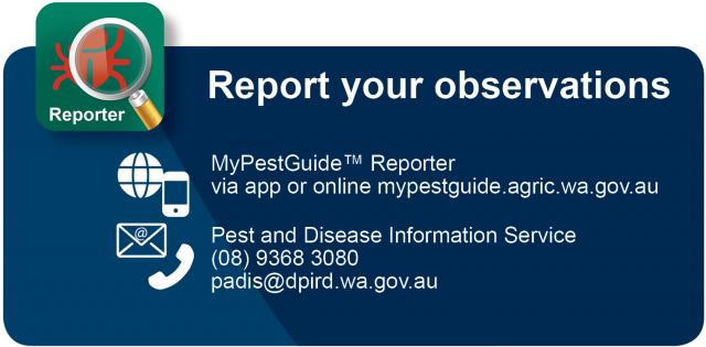 Report your observations using the MyPestGuide Reporter app or online at mypestguide.agric.wa.gov.au.