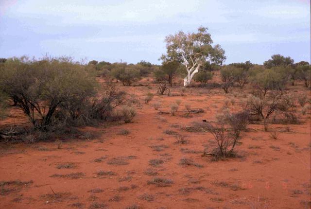 Photograph of a riverine mixed shrubland community in fair condition