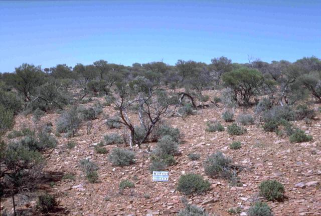 Photograph of a stony snakewood shrubland community in good condition